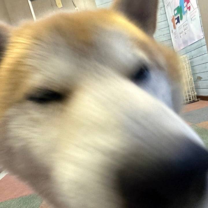 部長💖🐿️