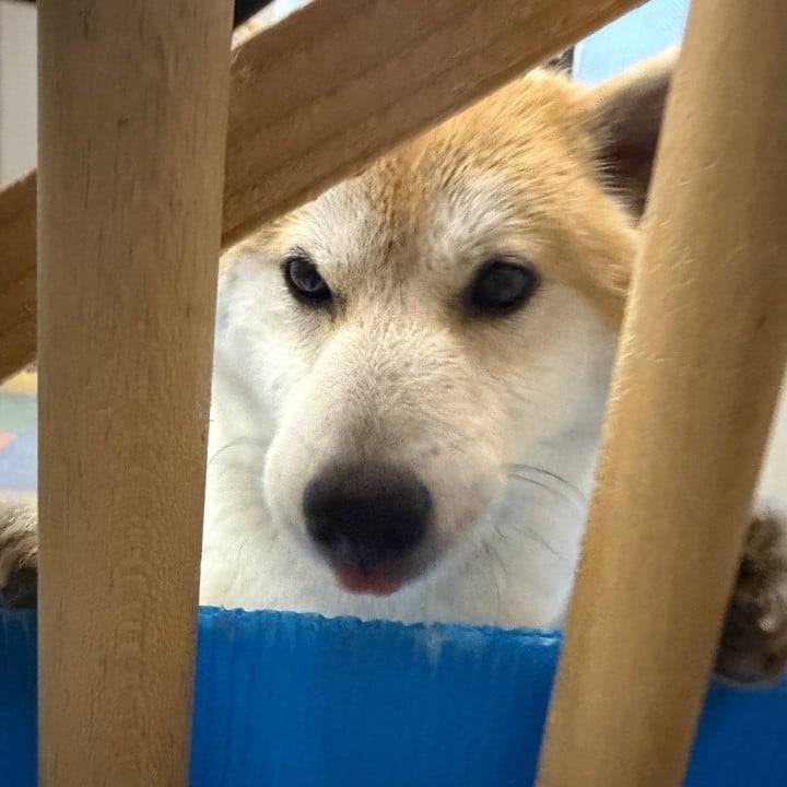 🐶💕