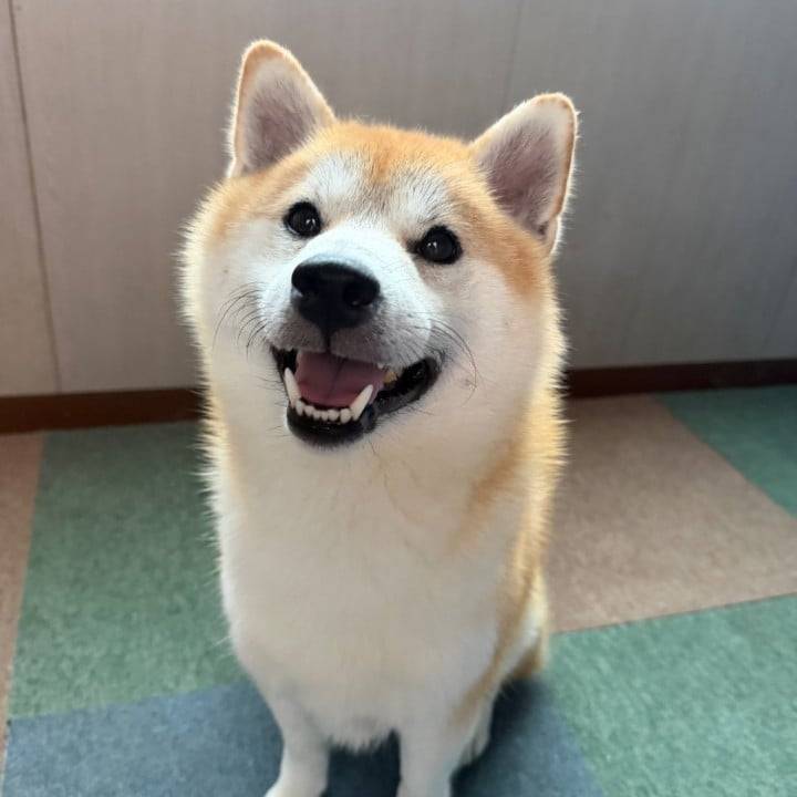🐶💕