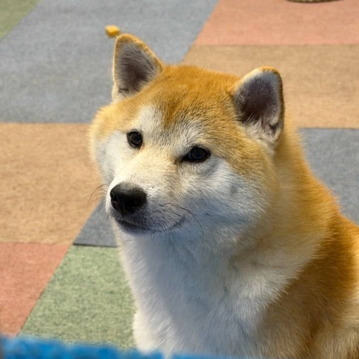 🐿️
