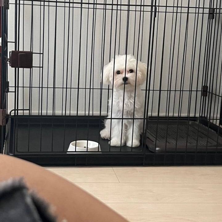 予定