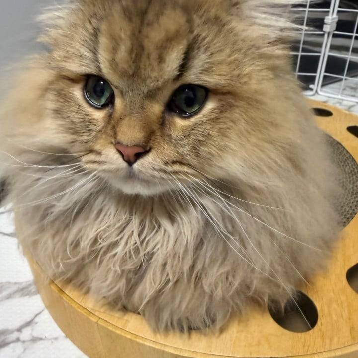 なおしてくれたよ🌟⋆꙳