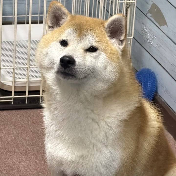 明日から宜しくお願いします🐿️