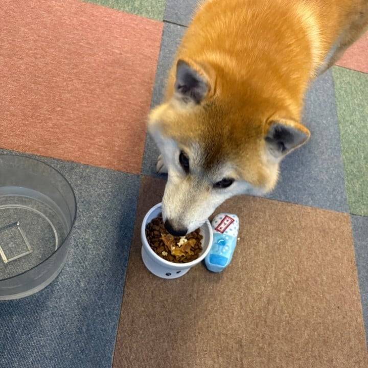 🐕