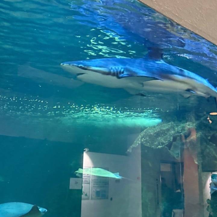 ^ᴗ ̫ ᴗ^♩