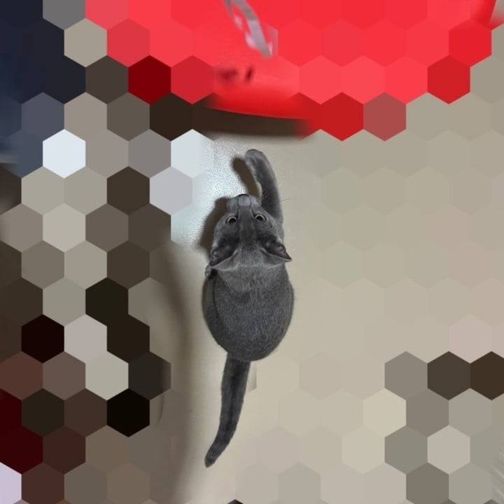 おはよー🐿️