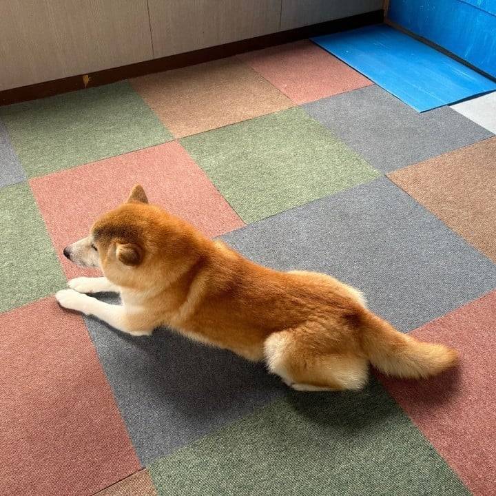 お犬さま🐶