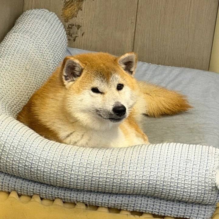 遊ぼ❓🐿️