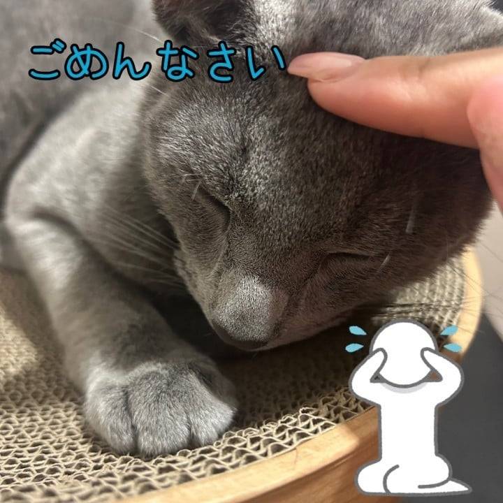ごめんなさい