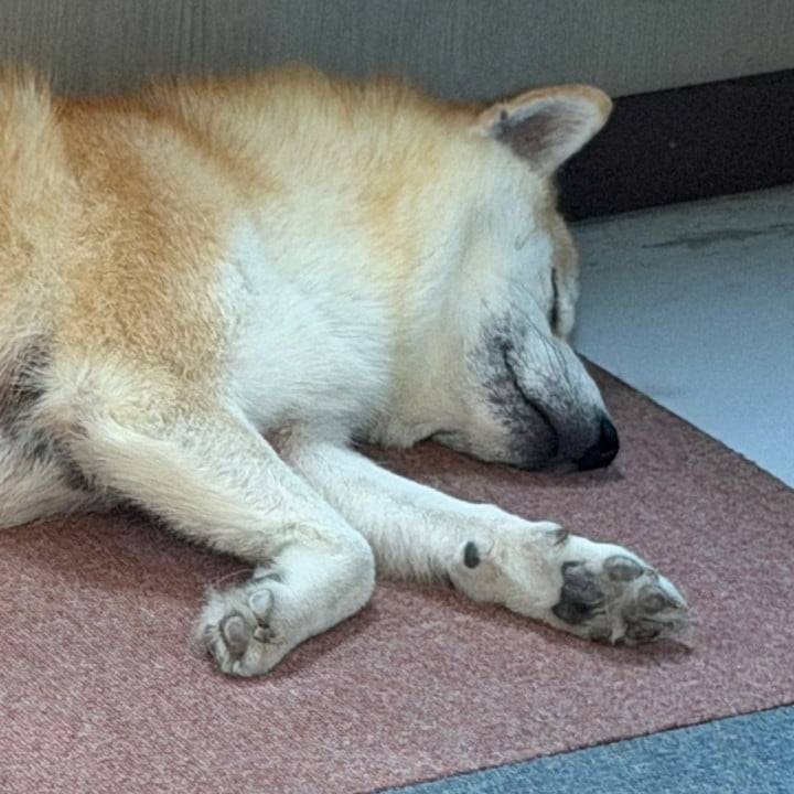お礼日記後ほど載せます🐿️