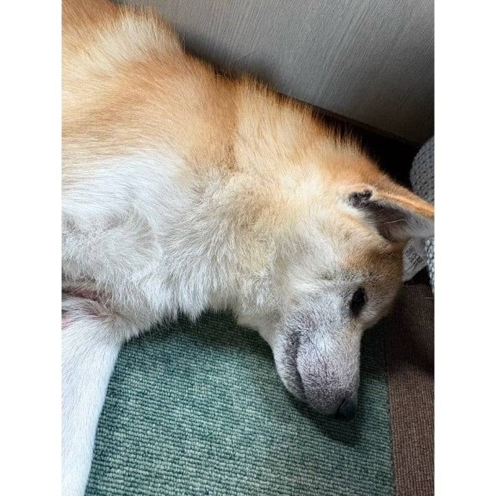 今回のあらしさん🩵