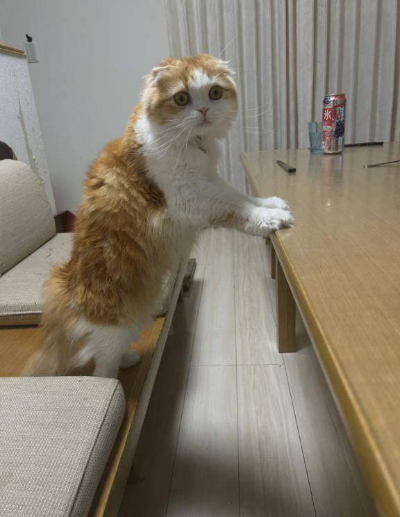 お礼🐈