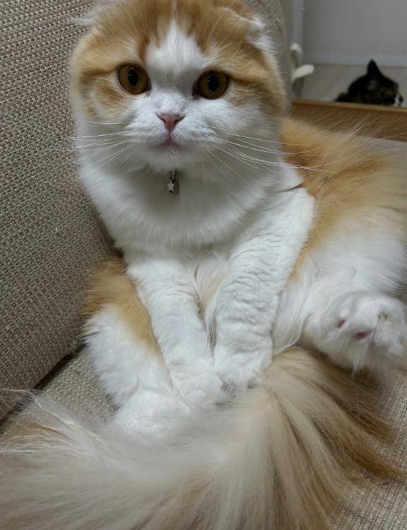 お礼🐈