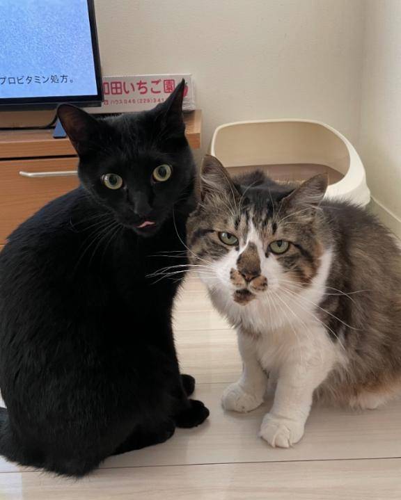 お礼🐈