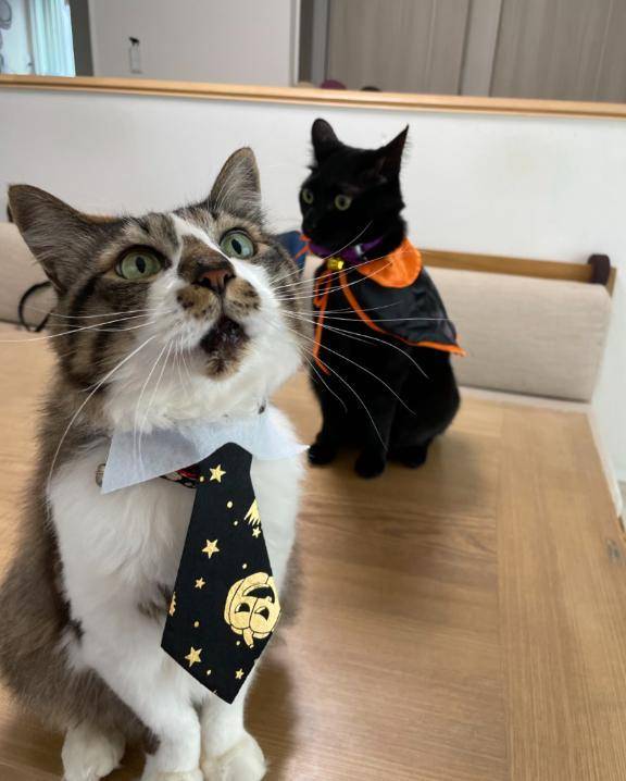 お礼🐈