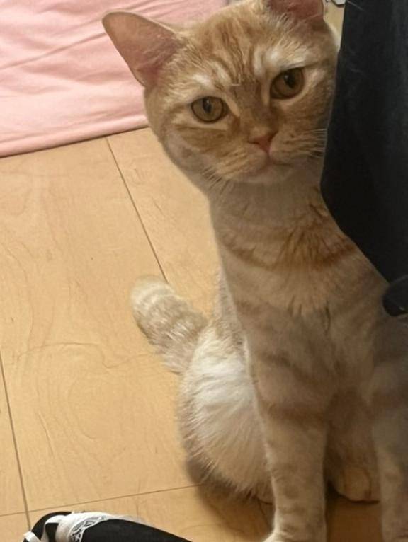 お礼🐈