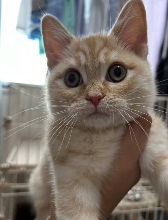 お礼🐈