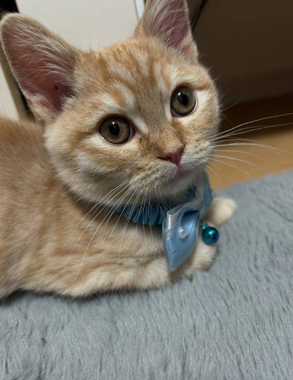 お礼🐈
