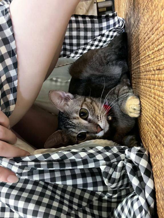 にゃーん🐈