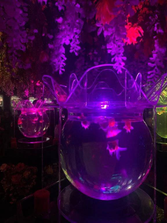 アートアクアリウム🍁