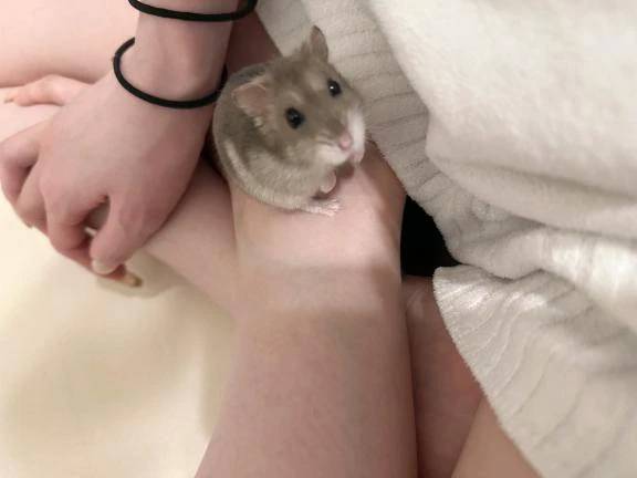 お兄様へ