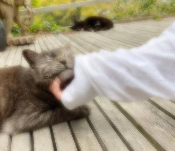 🐱イベント告知🐱