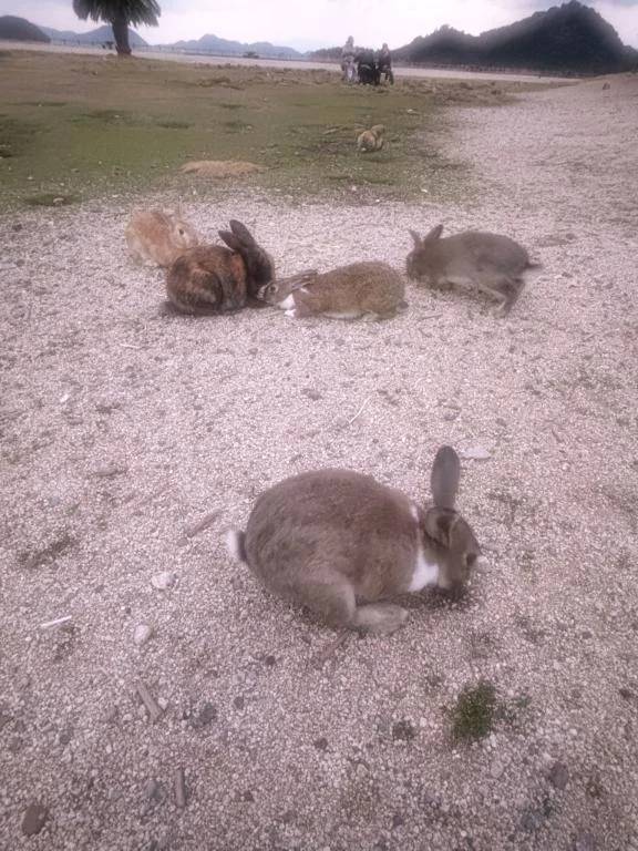 うさぎ島ドライブ🎶