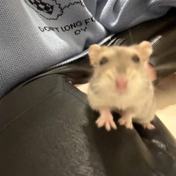 おやちゅみ‪🐹