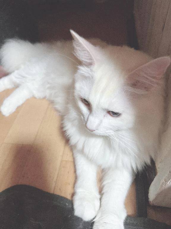 ﾍｲ(   `ᐛ )=͟͟͞͞⊃🍣ｵﾏﾁ!