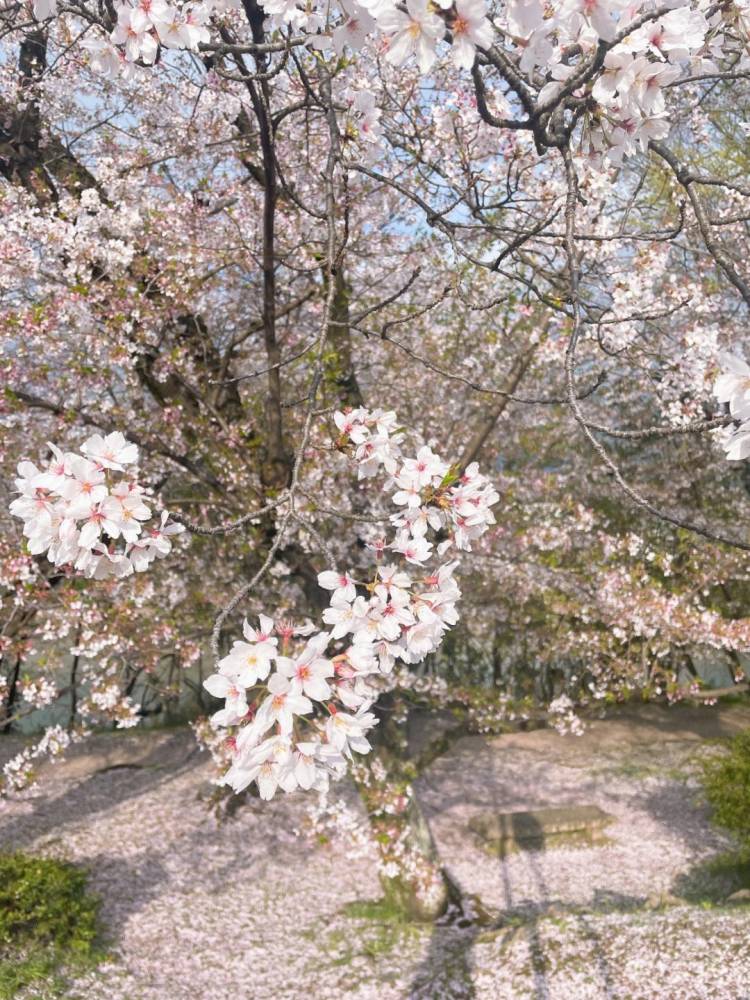 はじめまして🌸