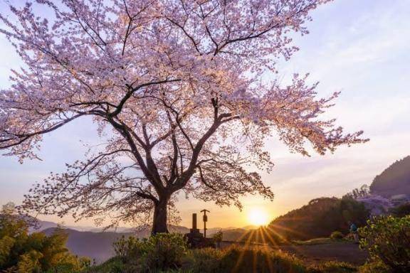桜の樹の下といえば？