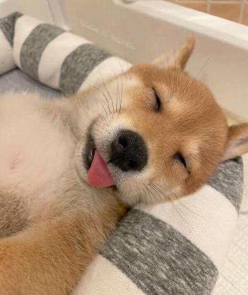 お犬様の前で人は無力だ。