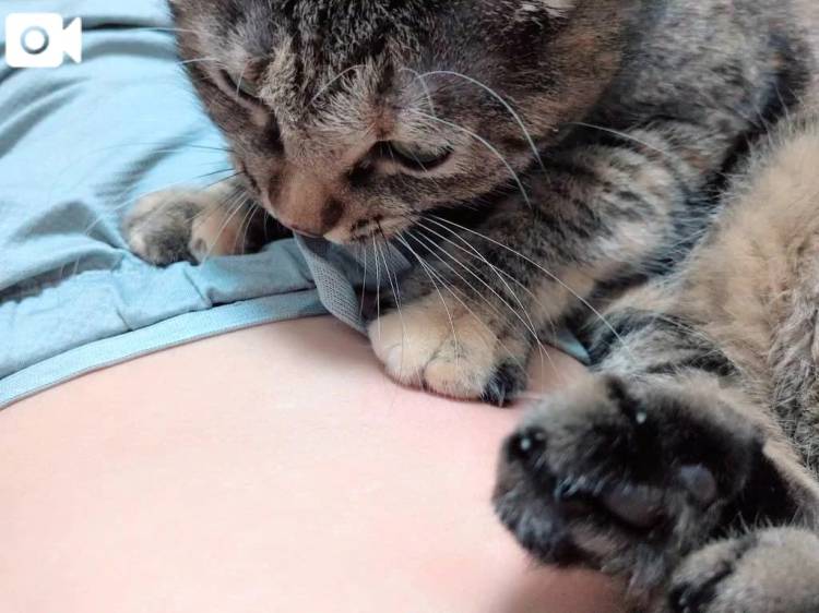🐱
