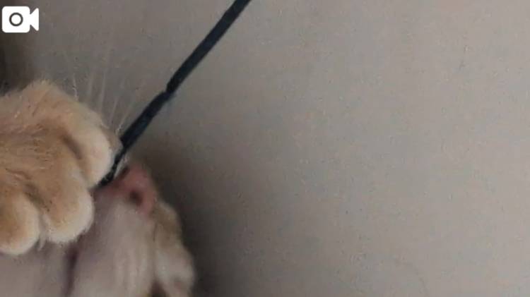 奥村もな(石庭別館)