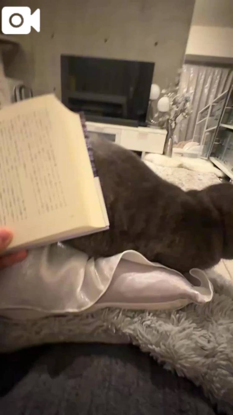 最近のうちの子🐈‍⬛✨