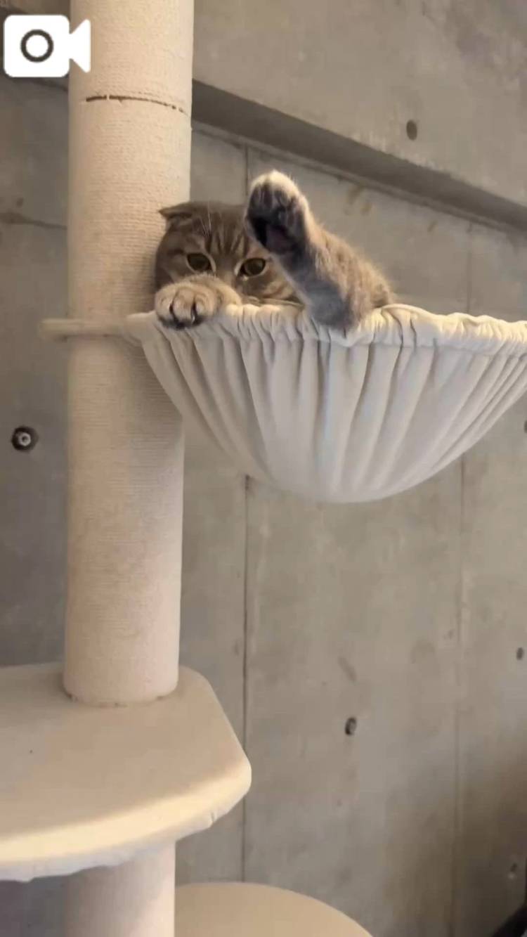 最近のうちの子🐈‍⬛Part.2