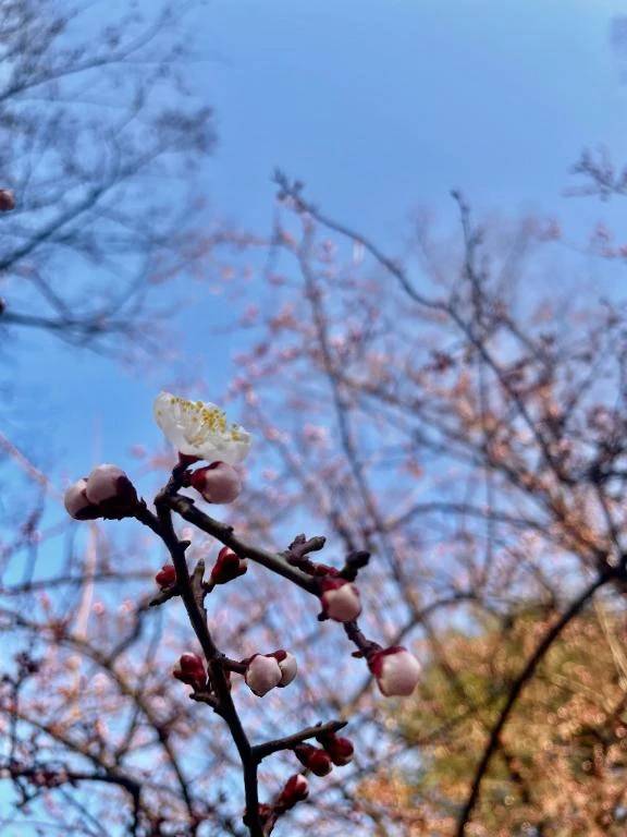 🌸ご予約御礼🌸