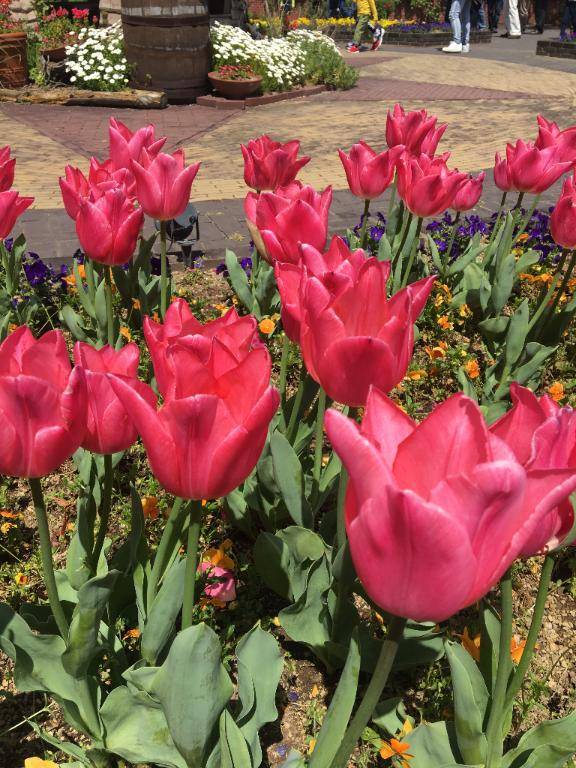 ハウステンボス