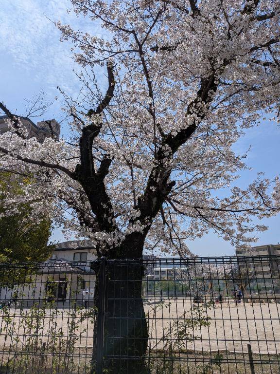 お知らせ?です。