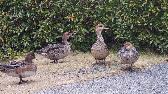 紅葉  🍁第2弾🍁