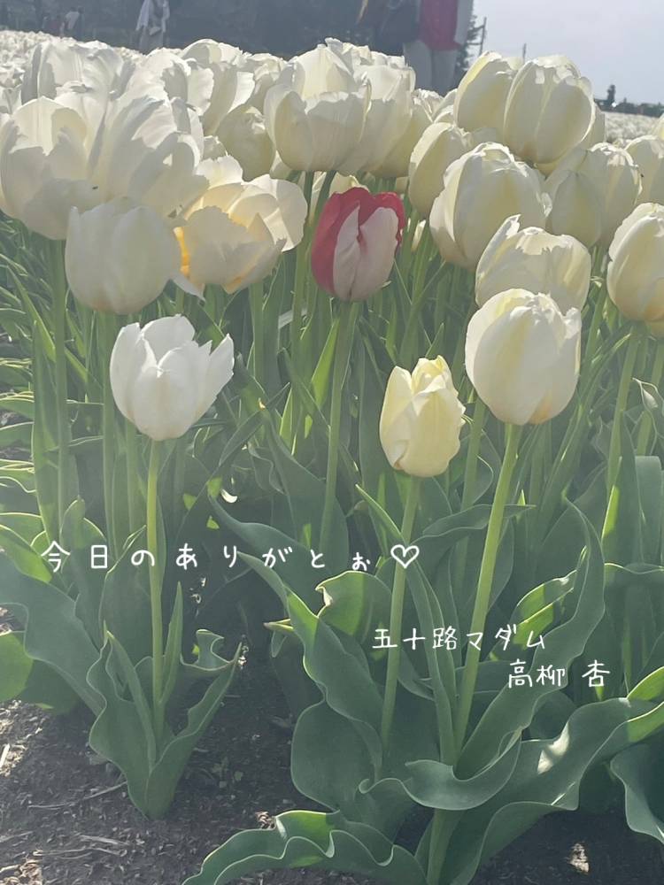 ありがとうございます(*.?.)"