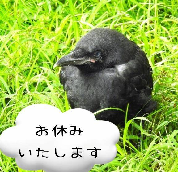 お休み(つд｀)