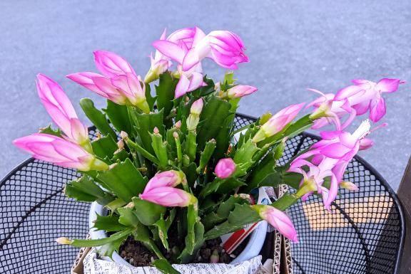 お寒くなりました