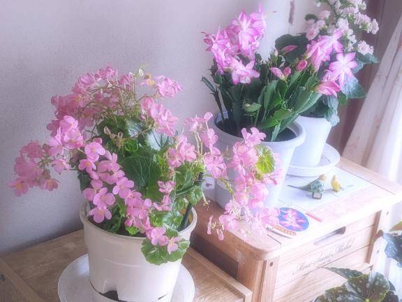 お花も　冬支度