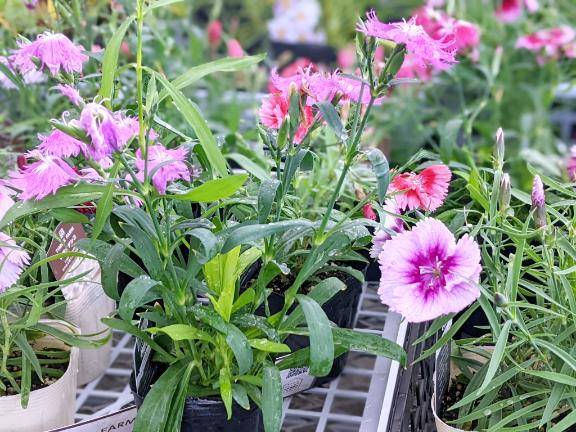 アラジン　Hさま