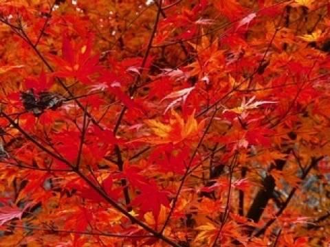 私だけでしょうか？