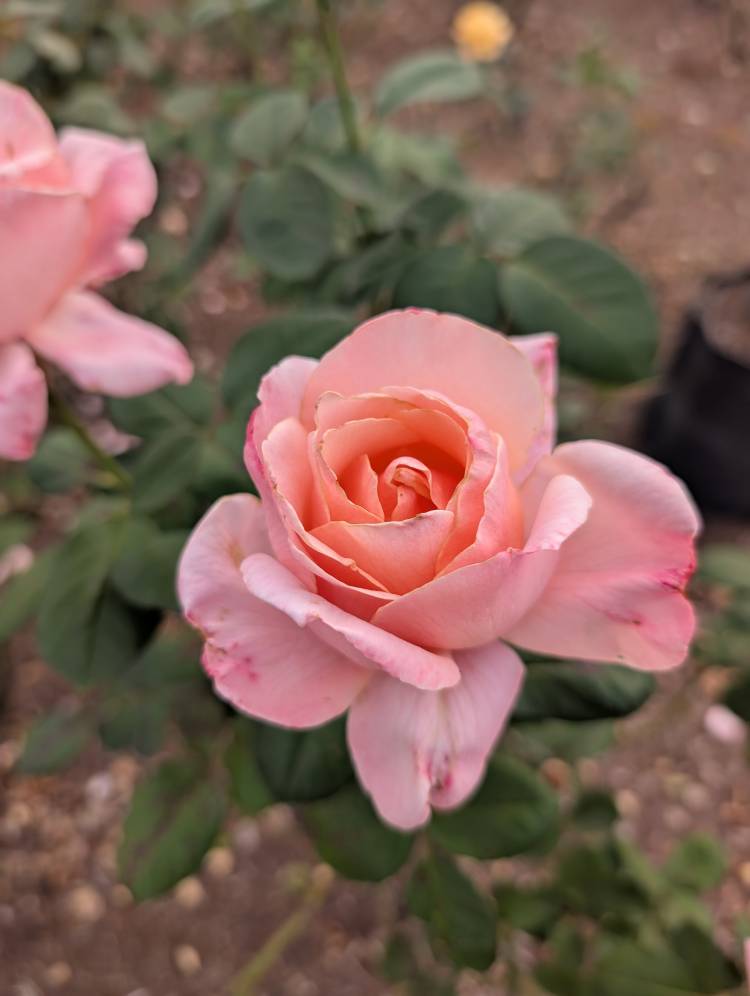 ありがとうございます???(#^.^#)?