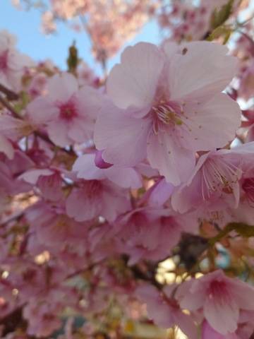 うちの父がピンクで色々と凄かった話