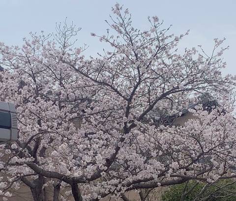 桜満開