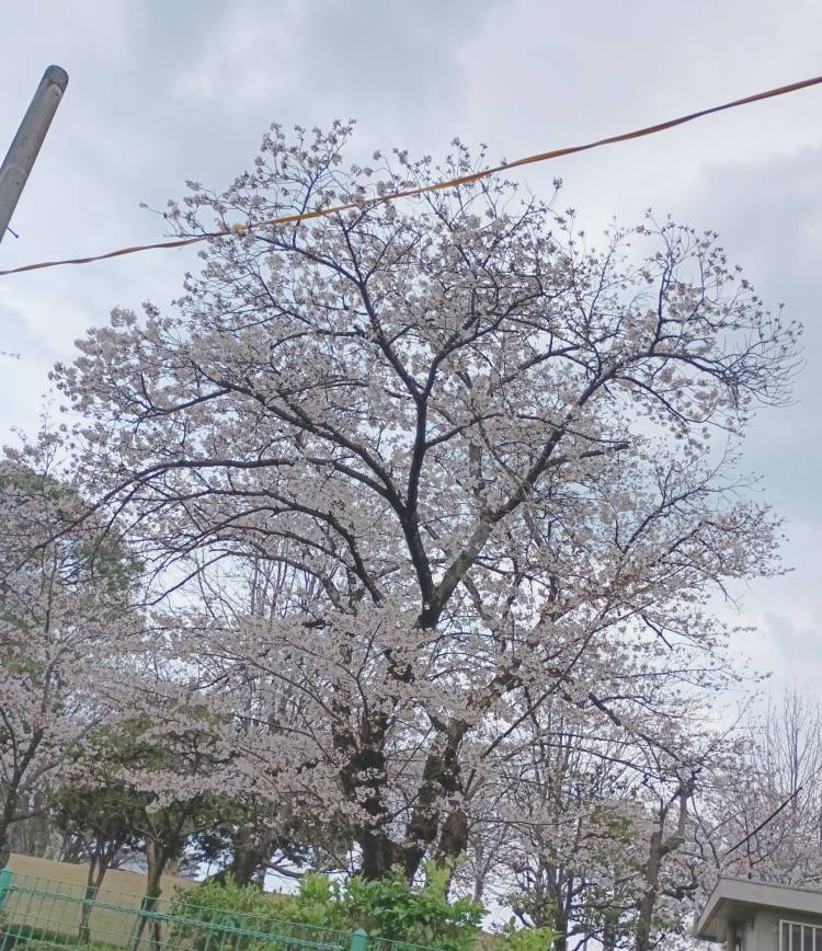 出勤しました(*^_^*)
